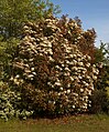 Photinia fraseri