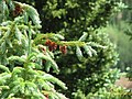 Foliage and cones, US-550 between Ouray and Durango, Colorado