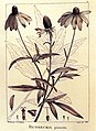 Rudbeckia pinnata, Description des plantes nouvelles et peu connues, cultivées dans le jardin de J.-M. Cels, 1799