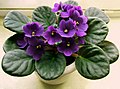 Saintpaulia ionantha (African violet)