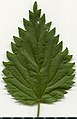 * Nomination Urtica dioica. Leaf adaxial side. --Knopik-som 11:54, 25 June 2021 (UTC) * Promotion  Support Good quality. Alexander Novikov 12:54, 25 June 2021 (UTC)