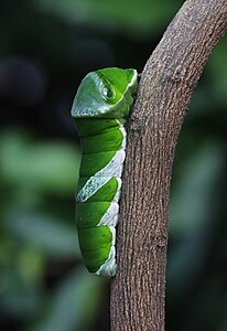 Papilio memnon (Great Mormon), caterpillar