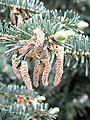 Abies chensiensis