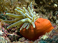 72 Condylactis gigantea (Giant Anemone) red base uploaded by Nhobgood, nominated by Citron