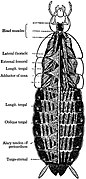 EB1911 Hexapoda - Dorsal Muscles, Heart and Pericardial Tendons of Cockroach.jpg