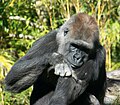 Gorilla at SD Zoo