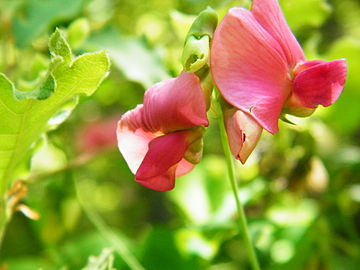 Lathyrus rotundifolius