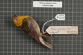 Naturalis Biodiversity Center - RMNH.AVES.151308 1 - Ploceus sakalava minor (Delacour & Berlioz, 1931) - Ploceidae - bird skin specimen.jpeg