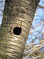 Nest of Great Spotted Woodpecker