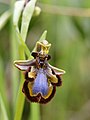 Ophrys speculum Spain - Mallorca