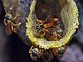 Stingless Bees (Tetragonisca angustula), Cockscomb Basin Wildlife Sanctuary