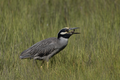 * Nomination A Yellow-Crowned Night Heron consumes a fiddler crab. --Needsmoreritalin 03:42, 18 August 2024 (UTC) * Promotion  Support Good quality. --Giles Laurent 06:09, 18 August 2024 (UTC)