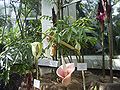 A collection of plants of Amorphophallus in Frankfurt (Main), Palmengarten