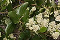 Ceanothus velutinus