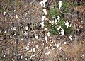 Gossypium herbaceum