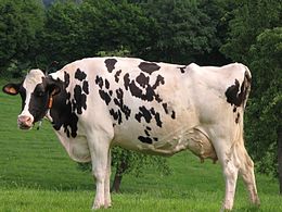 cow