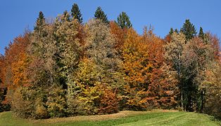 Mischwald Herbst.jpg