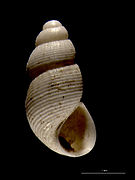 Onoba aculeus