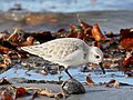 Calidris (cat.)