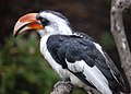 Male, London Zoo