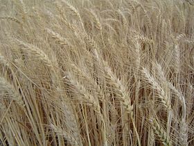 Wheat in Ávila, Spain