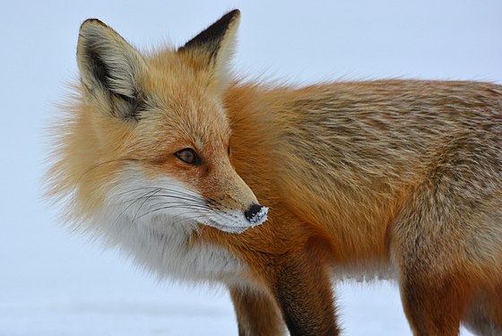 "Vulpes_Vulpes_in_snow.jpg" by User:D26b94bba30a87c7