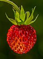 * Nomination Wild strawberry (Fragaria vesca) --Ermell 06:55, 25 June 2021 (UTC) * Promotion  Support Good quality. --George Chernilevsky 07:41, 25 June 2021 (UTC)  Comment Amazing closeup! FP to me. -- Ikan Kekek 09:39, 25 June 2021 (UTC)  Support Indeed. Perhaps there could be a bit more space on the left if possible. --Nefronus 10:20, 25 June 2021 (UTC)