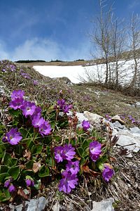 Primula clusiana on Trenchtling; in the Edelweißböden area © Gerdsch