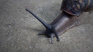 African Giant Snail.jpg