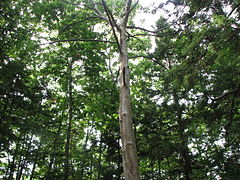 Castanea dentata large.jpg