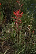 Castilleja subinclusa