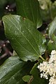 Ceanothus velutinus