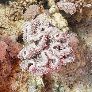 Coral (Sarcophyton glaucum), Ras Katy, Sharm el-Sheij, Egipto, 2022-03-26, DD, DD 113