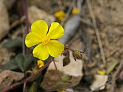 Helianthemum hirtum