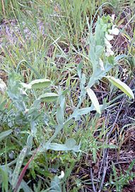 Lathyrus ochrus