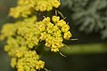 Lomatium grayi