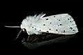 5 Moth 01 (MK) uploaded by Leviathan1983, nominated by Raghith