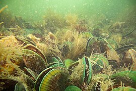 New Zealand Green-lipped Mussel (Perna canaliculus).jpg