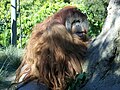 Orangutan at SD Zoo