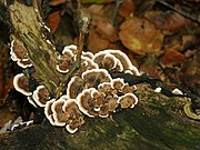 Trametes versicolor