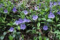 Vinca minor