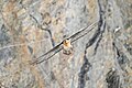 54 023 Wild Bearded Vulture Switzerland Pfyn-Finges Photo by Giles Laurent uploaded by Giles Laurent, nominated by Giles Laurent,  25,  0,  0