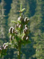 Abies lasiocarpa