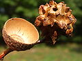 Acorn shells (one misformed)