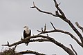 Kruger National Park, South Africa