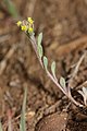 Alyssum desertorum