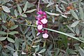 Anacamptis papilionacea