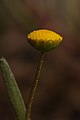 Cotula coronopifolia