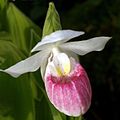 Cypripedium reginae