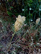 Daucus carota - Άγριο καρότο 02.jpg